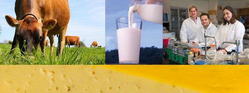 Photo collage of cow, glass of milk, dairy researchers, and cheese.